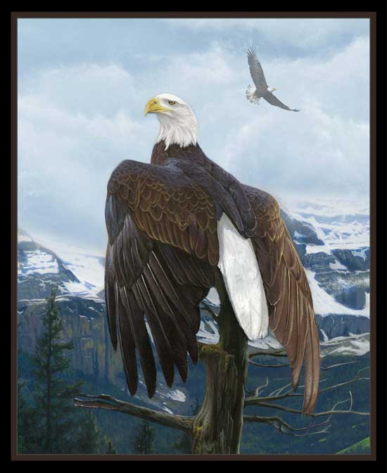 North American Wildlife eagle